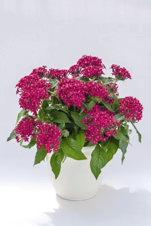 Pentas Graffiti 20/20 Fuchsia Flower Seeds